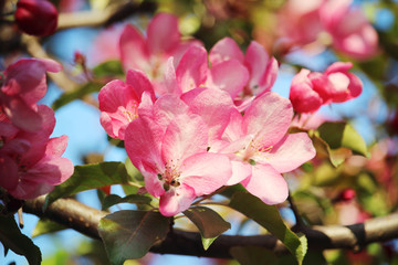 Fototapeta na wymiar Pink blossoming trees in April in Russia