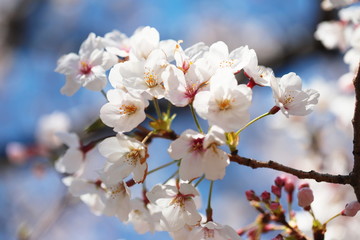 晴れた日の桜の花