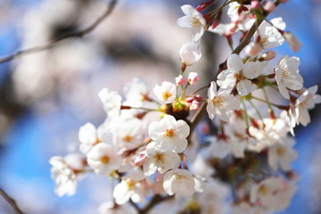晴れた日の桜の花
