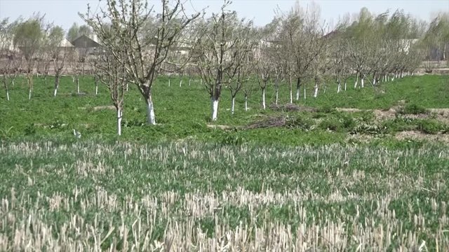 A wide shot of trees planted in rows in a plantation in Uzbekistan with the bottoms of their trunks painted white, surrounded by green grass
