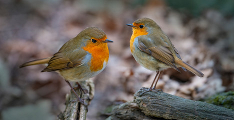 Red Robin (Erithacus rubecula) birds close up in a forest