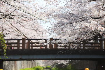 Obraz premium 河川敷の桜の木