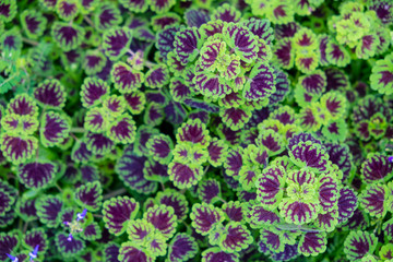 Fototapeta premium Green leaves for Natural wallpaper background.