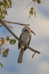 Colorful African bird