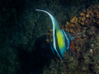 Moorish Idol (Zanclus cornutus)