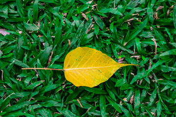 Yellow Sacred fig leaf (Bo Tree,Ficus religiosa L., Bohhi Tree , Pipal Tree) on Green grass background.