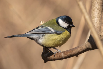 Obraz premium Bright tit sits on a branch in the park and looks at the photographer. City birds. Blurred background. Close-up. Wild nature. Spring soon.
