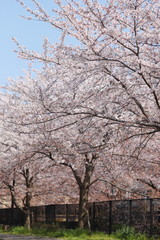 晴れた日の桜の花