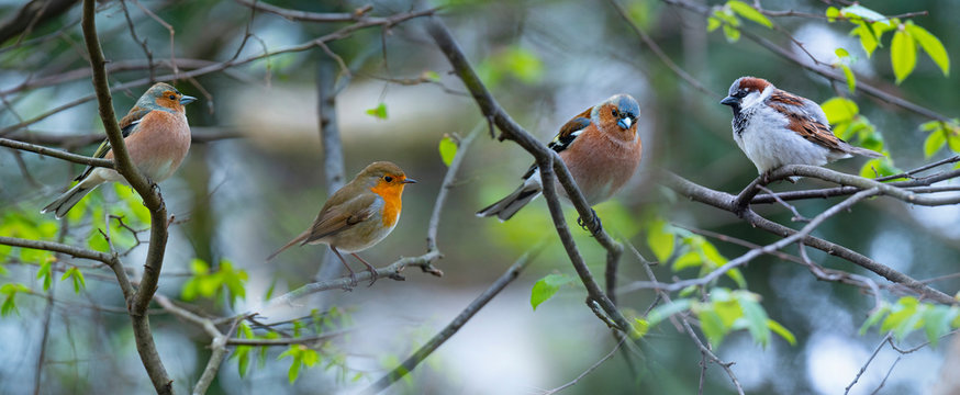 Free Birds Images Browse 12 554 Free Stock Photos Vectors And Video Free Birds Images Browse 12 554 Free Stock Photos Vectors And Video