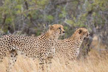 Cheetahs in the african savannah