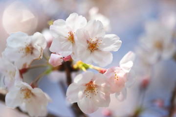 晴れた日の桜の花
