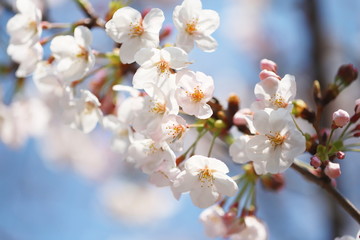 晴れた日の桜の花