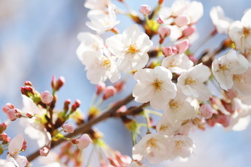 晴れた日の桜の花