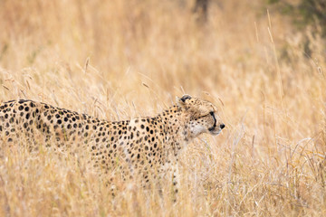 Cheetahs in the african savannah