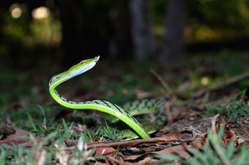 Green Vine Snake, Ahetulla nasuta, Satara, Maharashtra, India.