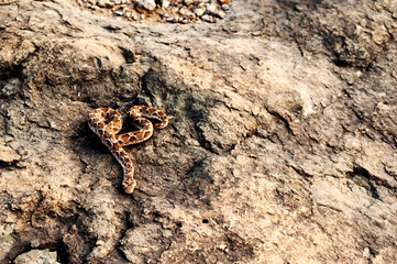 Saw scaled Viper, Echis carnitus slithering away, Satara, Maharashtra, India.