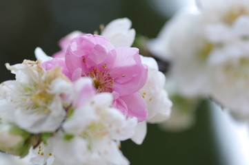 紅白の花桃