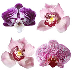 Set of four orchids isolated on white background