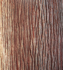 Tree bark texture