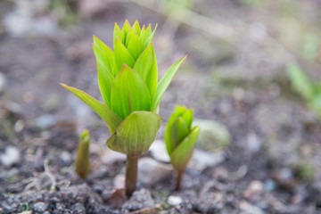 Green plant with blurred background in spring garden