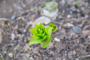 Green plant with blurred background in spring garden