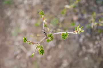 Сurrant branch with young leaves and blurred background. Selective focus used