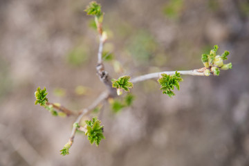 Сurrant branch with young leaves and blurred background. Selective focus used