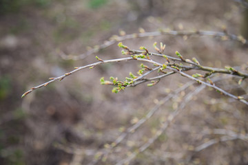 Young leaves of gooseberry in spring time. Fresh green.