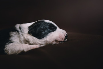Newborn border collie puppy is sleeping on brown background