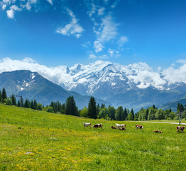 Herd cows on glade and Mont Blanc mountain massif