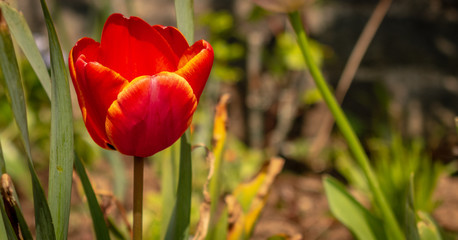 Close up of beautiful flowers