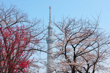 東京スカイツリーと桜