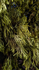 green grass background