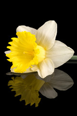 Single flower of daffodil (Narcissus) on black background