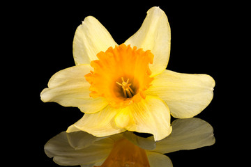 Single flower of daffodil (Narcissus) on black background