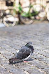 Obraz premium Urban Bird Portrait / Wildlife single pigeon at cobblestone road in Amsterdam city, blurred bicycles at background (copy space)