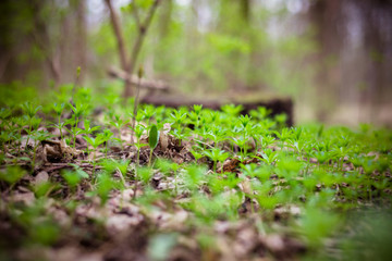 Tiny forest plants, green grass in the woods