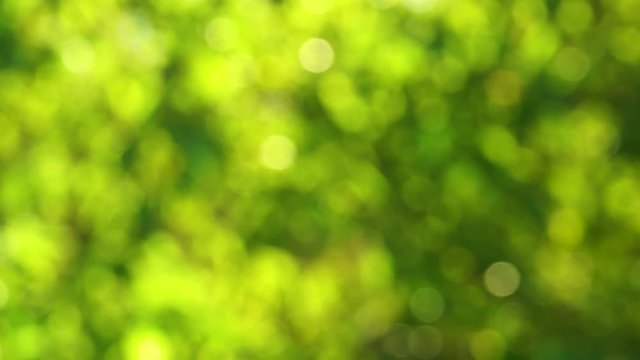 Beautiful green bokeh background of blowing in soft wind vivid tree branches growing outdoors on sunny spring or summer weather. 4k real time video footage.