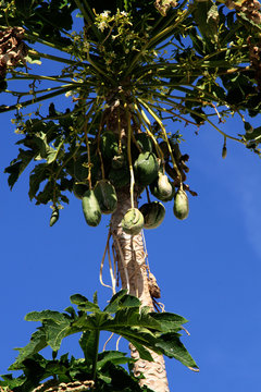 Flaschenbaum Bottle Tree