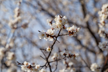 Beautiful flower apricot. Flowering apricot in spring.