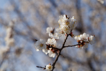 Beautiful flower apricot. Flowering apricot in spring.