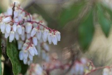 Blossoms of a Japanese andromeda, Pieris japonica.