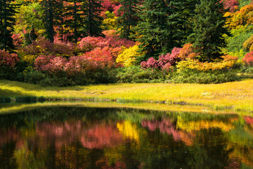 大雪山高原沼の秋