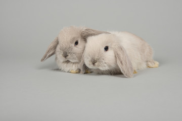 Two cute young grey rabbits seen from the front on a grey background