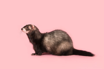 Side view of a ferret on a pink background