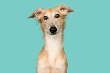 Portrait of a cute silken windsprite looking at the camera on a turquoise blue background