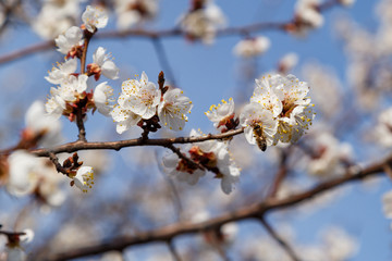 Beautiful flower apricot. Flowering apricot in spring.