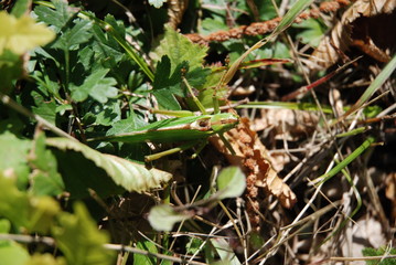 Sauterelle cachée dans la végétation