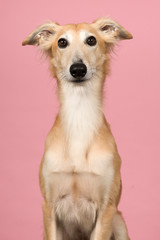 Fototapeta premium Portrait of a cute silken windsprite looking at the camera on a pink background