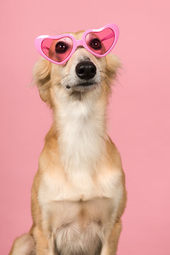 Portrait of a cute silken windsprite wearing pink heart shaped glasses on a pink background
